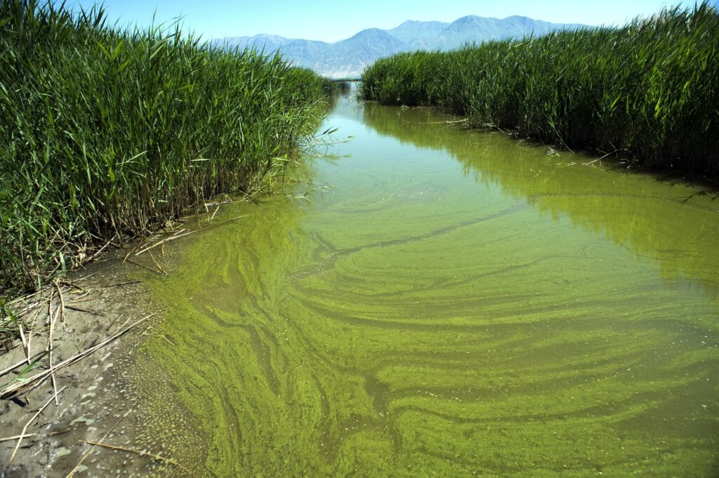 toxic algae blooms
