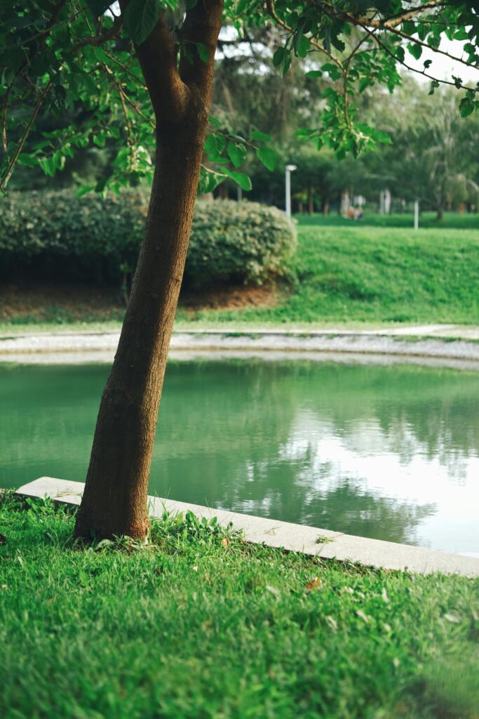 dirty pond
